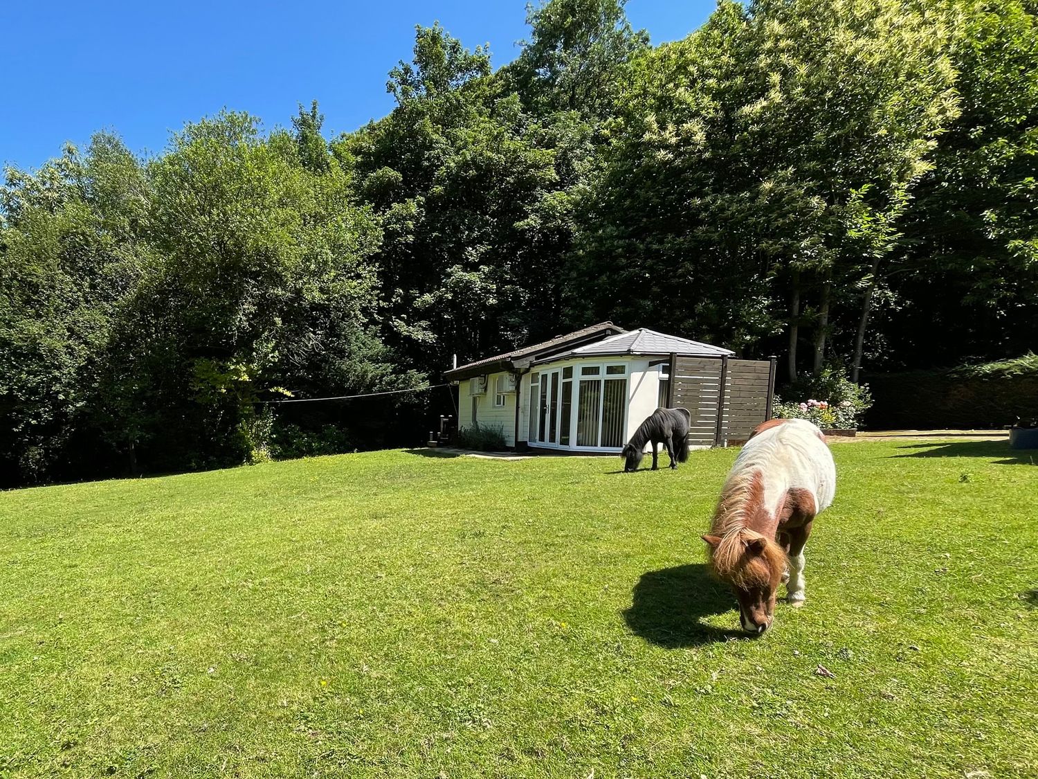 A grassy yard with two small horses near a small building surrounded by trees at Badger View in Culverstone Green near Chatham