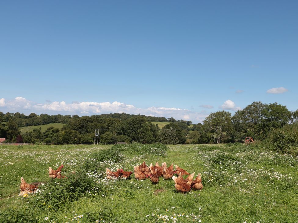 The Cider Shed - Somerset & Wiltshire - 1018254 - thumbnail photo 20