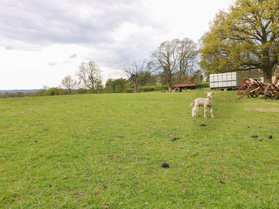 A grassy field with a lamb near trees and farm equipment at The Long Barn in Alton