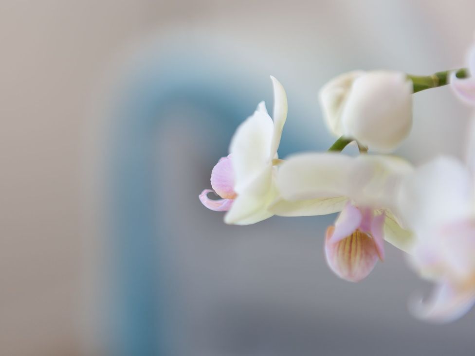 A close up of white and pink orchid flowers with a blurred background at Kerensa in Carbis Bay