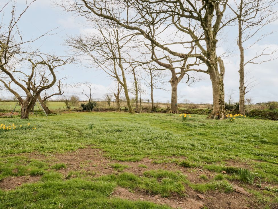 An outdoor grassy area with several bare trees and patches of yellow flowers at Bramblewood Cottage in Crookdake near Bassenthwaite