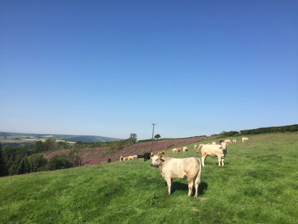 A green field with cows grazing under a clear blue sky at Red Deer Cottage in Wheddon Cross