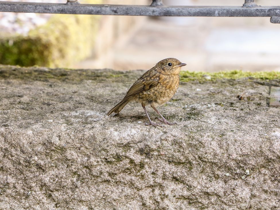 Robin's Nest - Peak District & Derbyshire - 1087662 - thumbnail photo 28
