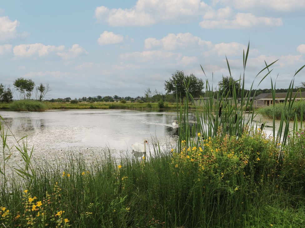 A pond with swans and tall grass with yellow flowers by the water at Lodge 7 - The Earn in Errol