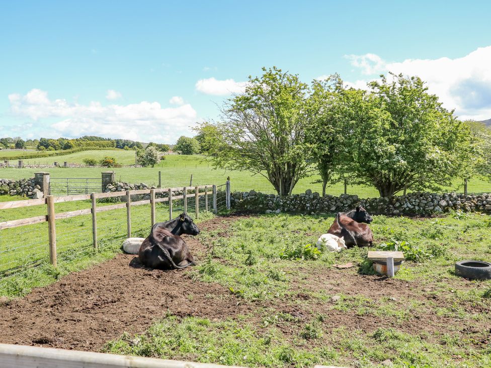 A fenced farmland area with two black cows and two white sheep resting near trees at Willow Tree Farm House in Newry near Jonesborough