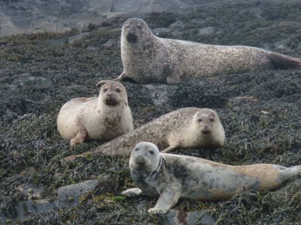 Four seals resting on rocky terrain covered with seaweed at Ardlarach Lodge in Cullipool Isle Of Luing
