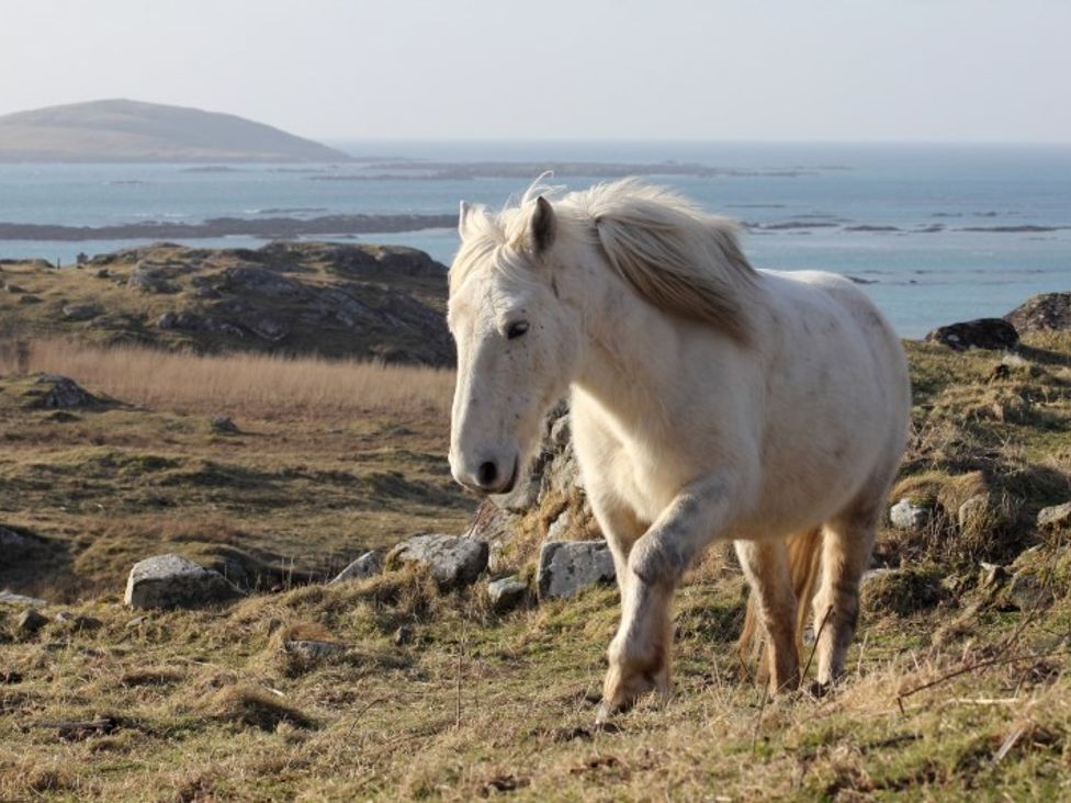 A white horse walking on grassy land with rocks by the sea at Eriskay Views Cottage in Eriskay