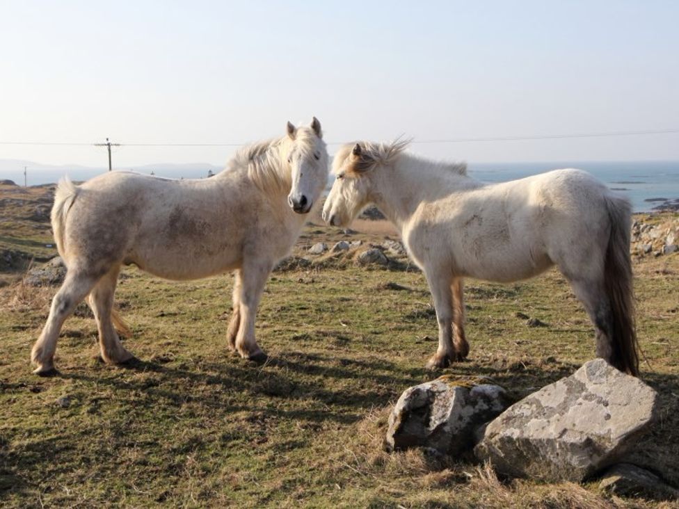 Two white ponies standing on grass with rocks and hills in the background at Eriskay Views Cottage in Eriskay