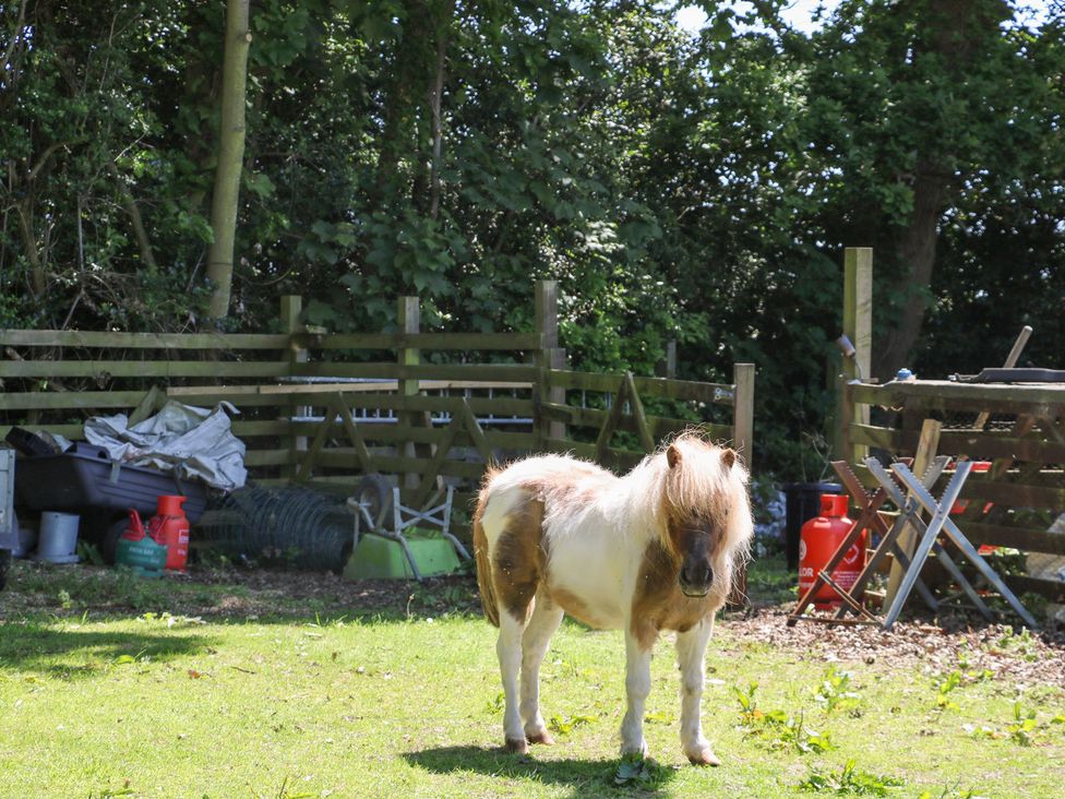 A small pony standing on grass near a wooden fence with garden tools and gas cylinders at Robins Nest in Titchfield Common