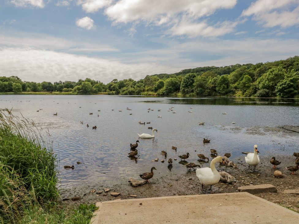A lake with ducks and swans near the shore surrounded by trees and greenery at The Residence in Cleator