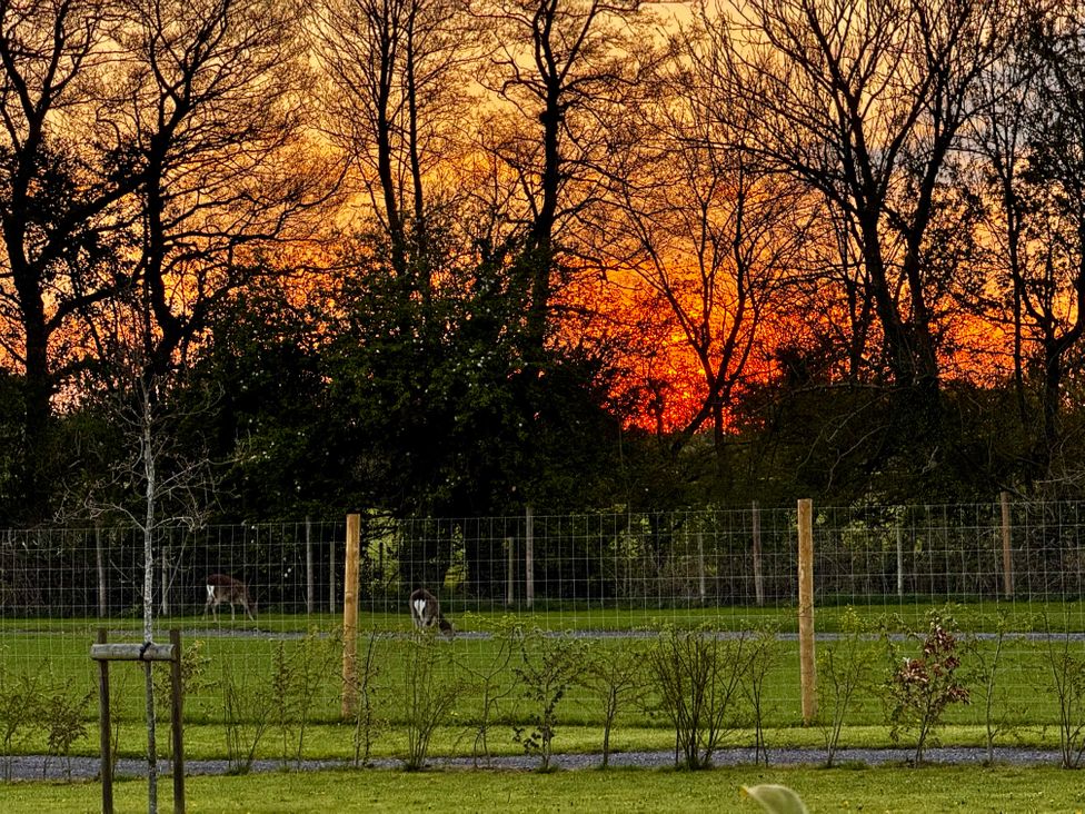 A fenced grassy field with two deer and trees at sunset at No Deer in Ashbourne