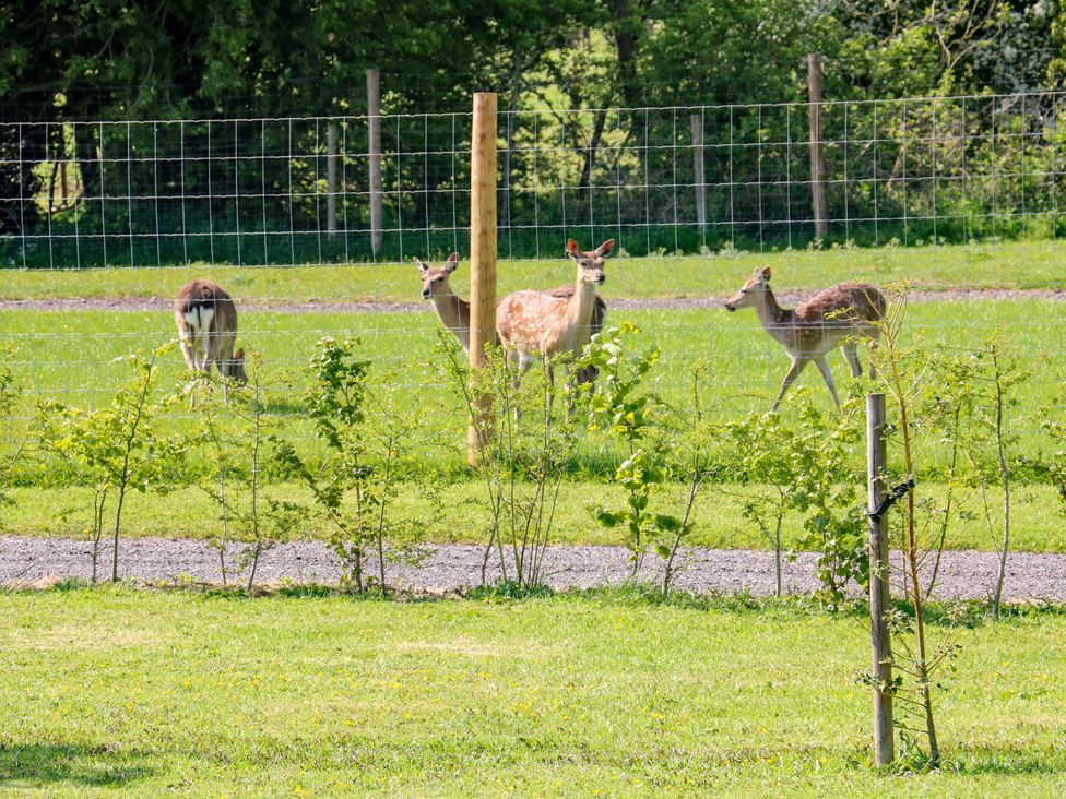 Four deer standing and grazing in a fenced grassy field with small plants and gravel path in the foreground at No Deer Ashbourne