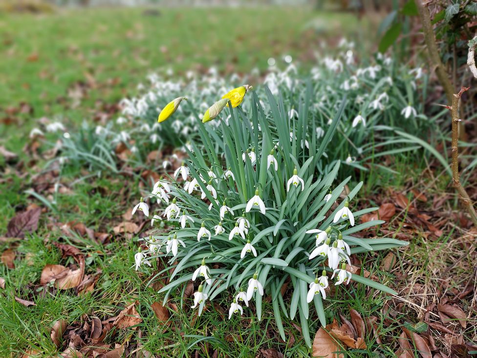 A cluster of snowdrop flowers and budding daffodils on grass with fallen leaves at The Coach House Canonbie near Langholm