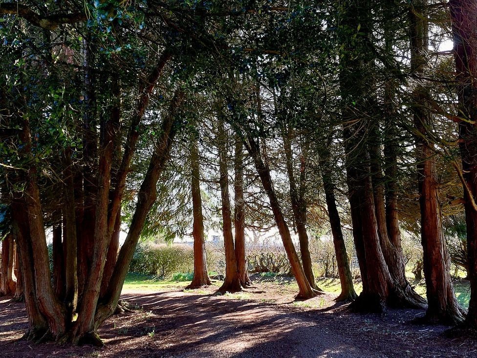 A group of large trees with a dirt path and sunlight filtering through at The Coach House Canonbie near Langholm