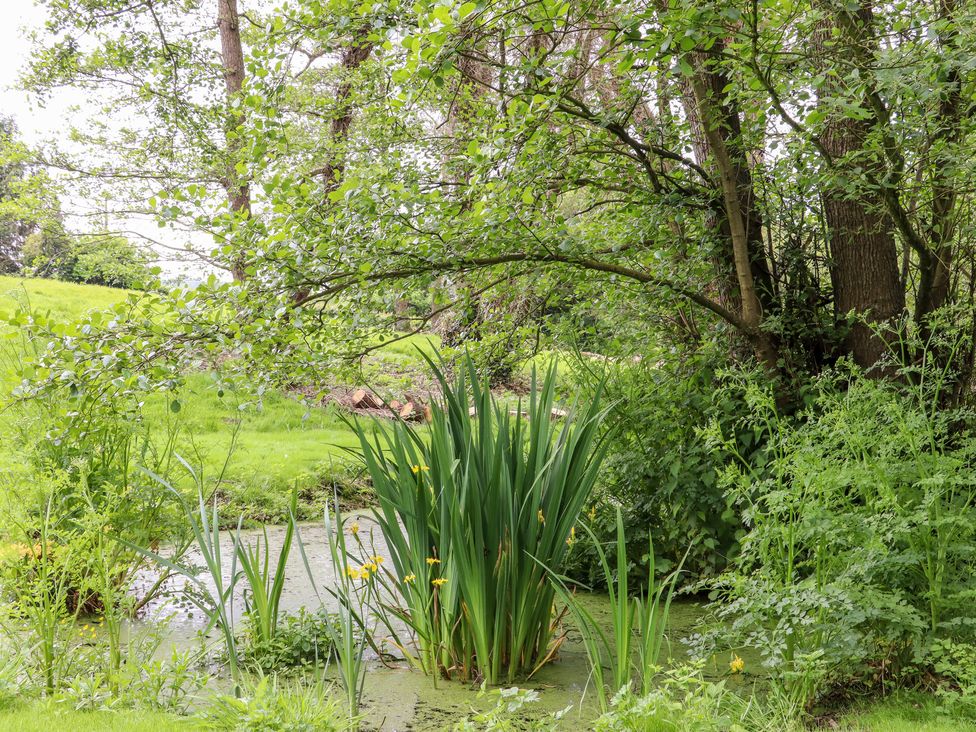 A small pond surrounded by grass bushes and trees at The Snug at Pickelden Farmhouse in Mystole near Chilham