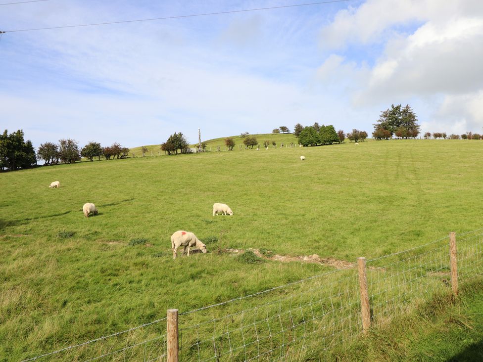A grassy field with sheep grazing and trees on a hill at Mynydd Y Glyn Lodge in Llanfyllin near Llanrhaeadr-Ym-Mochnant