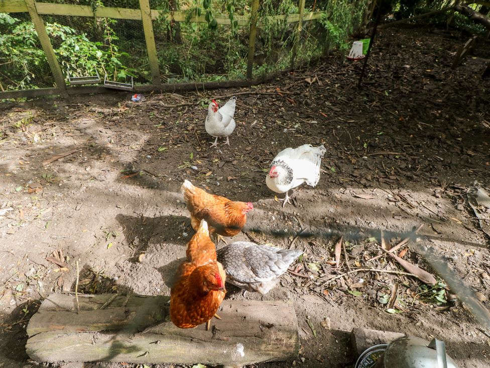 Five chickens standing on dirt and wooden planks inside a fenced outdoor area at The Happy Hut in Sopley near Christchurch