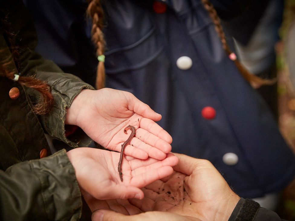 Children holding a small earthworm in their hands outdoors at Ardgartan Argyll Golden Oak in Ardgartan Loch Long