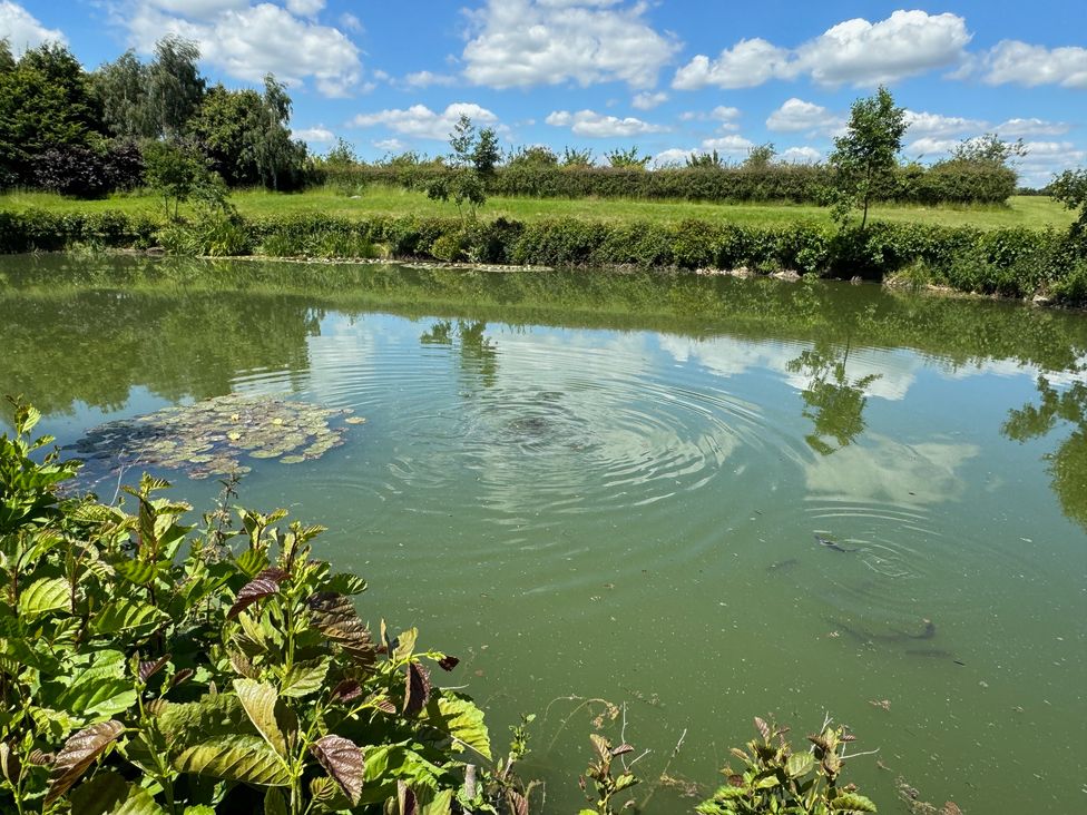 A pond with fish swimming and plants around it under a partly cloudy sky