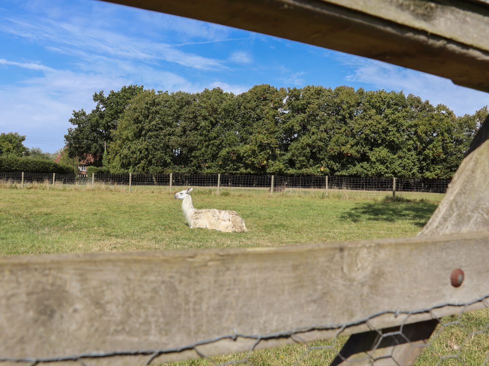 A llama lying on grass in a fenced field with trees in the background at The Old Stables in Headcorn