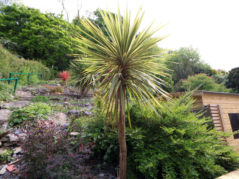 A garden with various plants including palm trees and bushes next to a wooden shed at Buzzards View in Dyserth