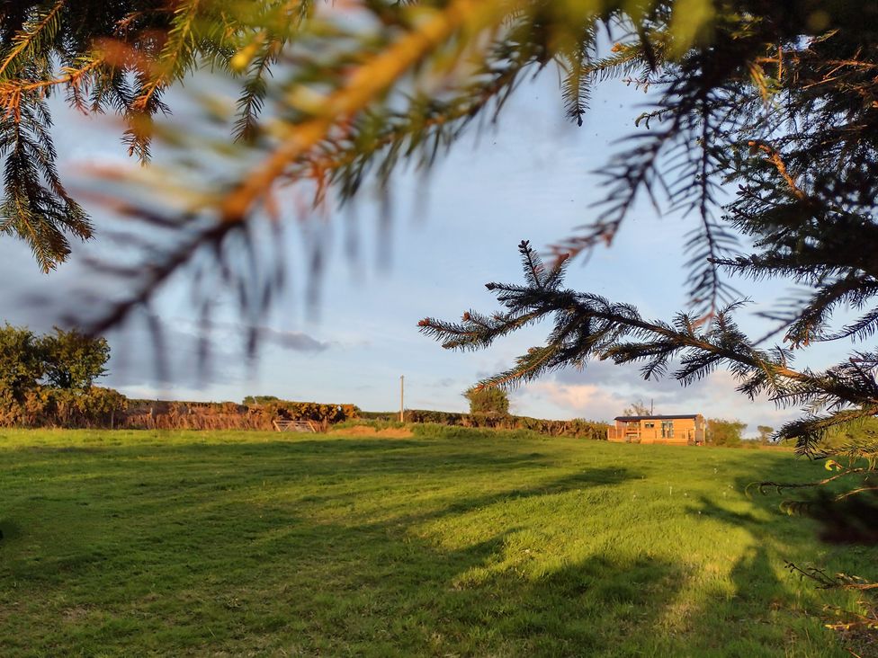 A grassy field with a small cabin in the distance framed by tree branches at Fir Tree Shepherds Hut in Llanon