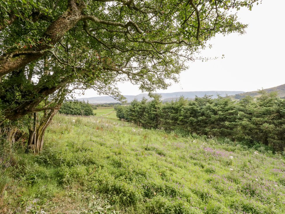A grassy field with a large tree on the left and a row of evergreen trees on the right at The Thatched Cottage in Drummin near Westport County Mayo