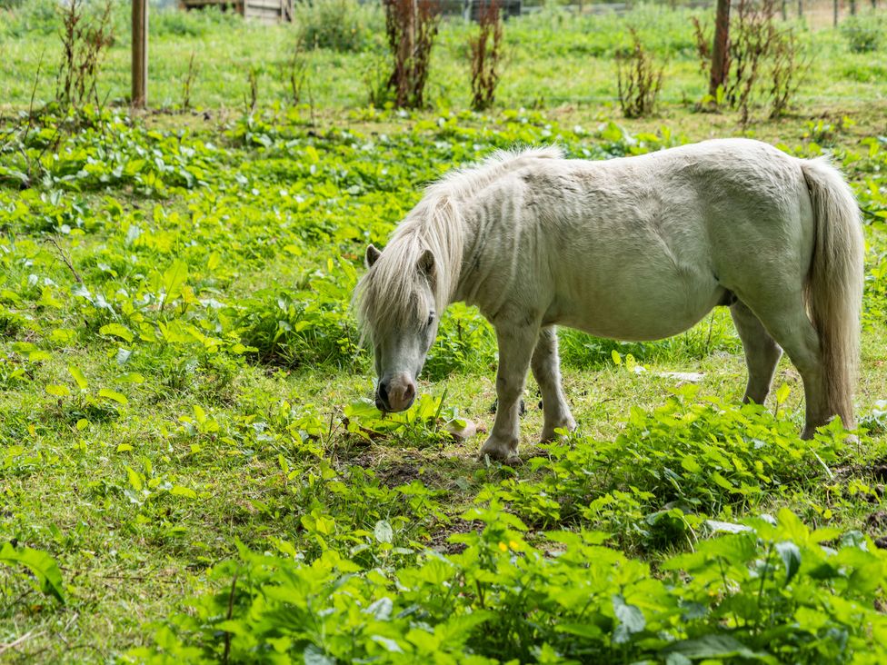 A white pony grazing on grass in a fenced grassy area at Hay Barn in Lower Bentham near Ingleton