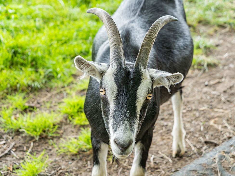 A black and white goat standing on grass and dirt outdoors