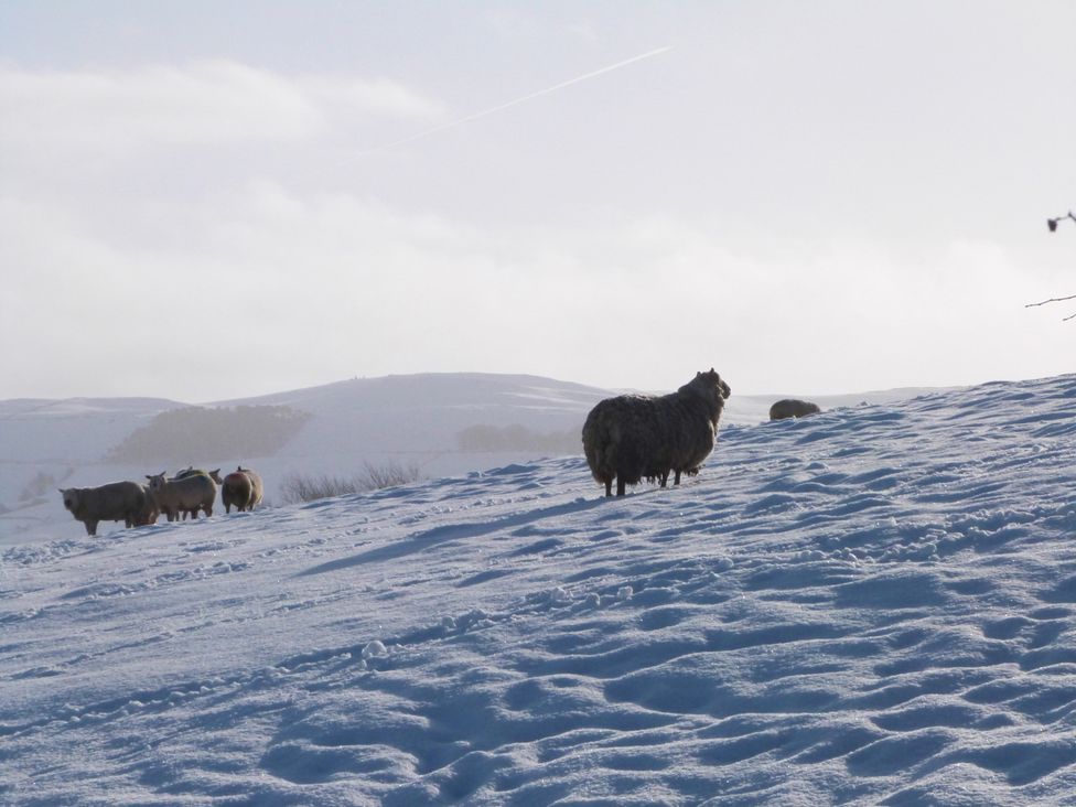 A snow-covered hillside with sheep grazing in the snow at Angel Cottage in Skipton