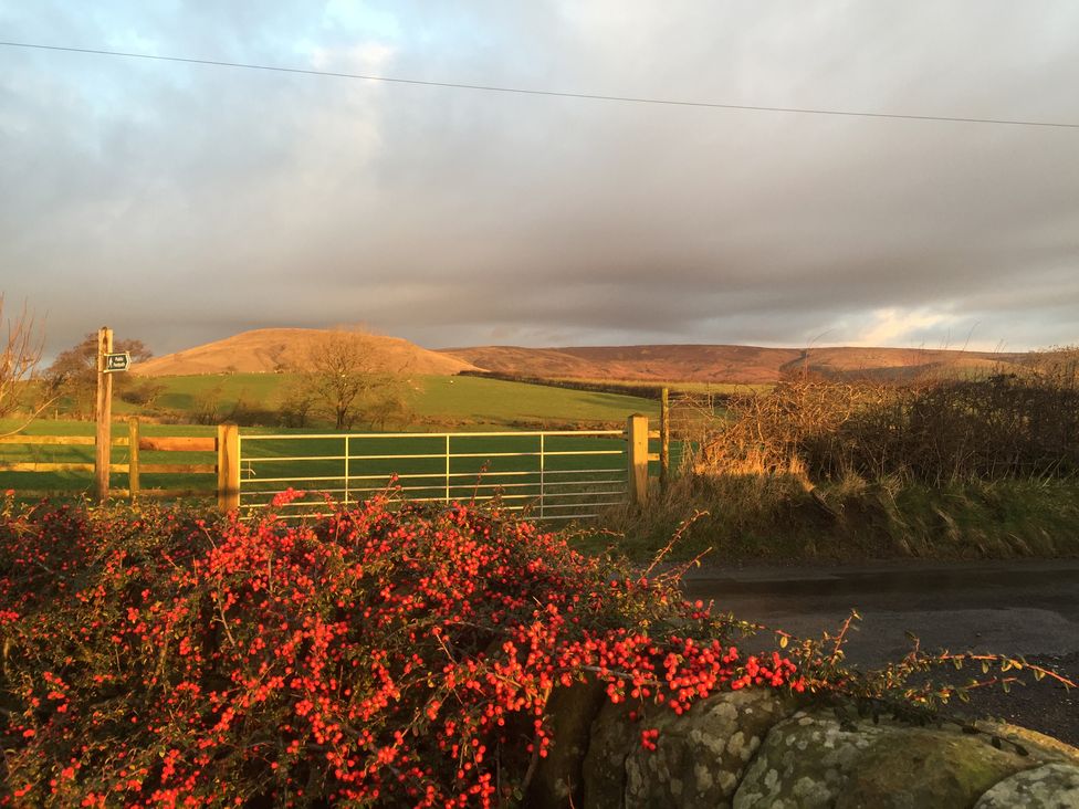 A field with a metal gate and hills in the background and red berries in the foreground at Cuthbert Hill Farm in Chipping