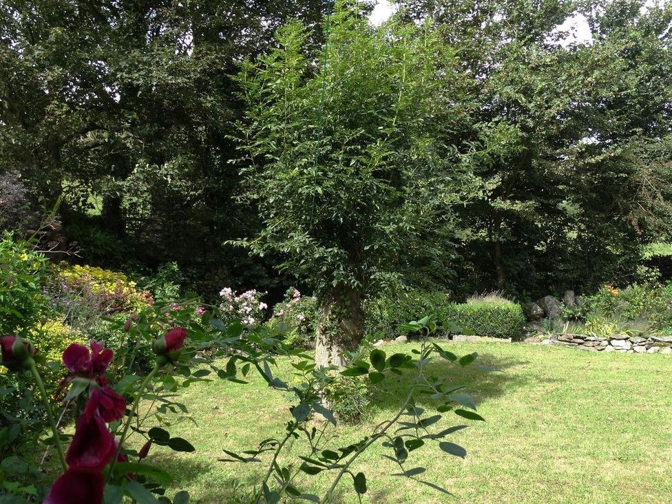 A garden with grass bushes flowering plants and trees at The Cider Barn at Home Farm in Down Thomas near Plymouth