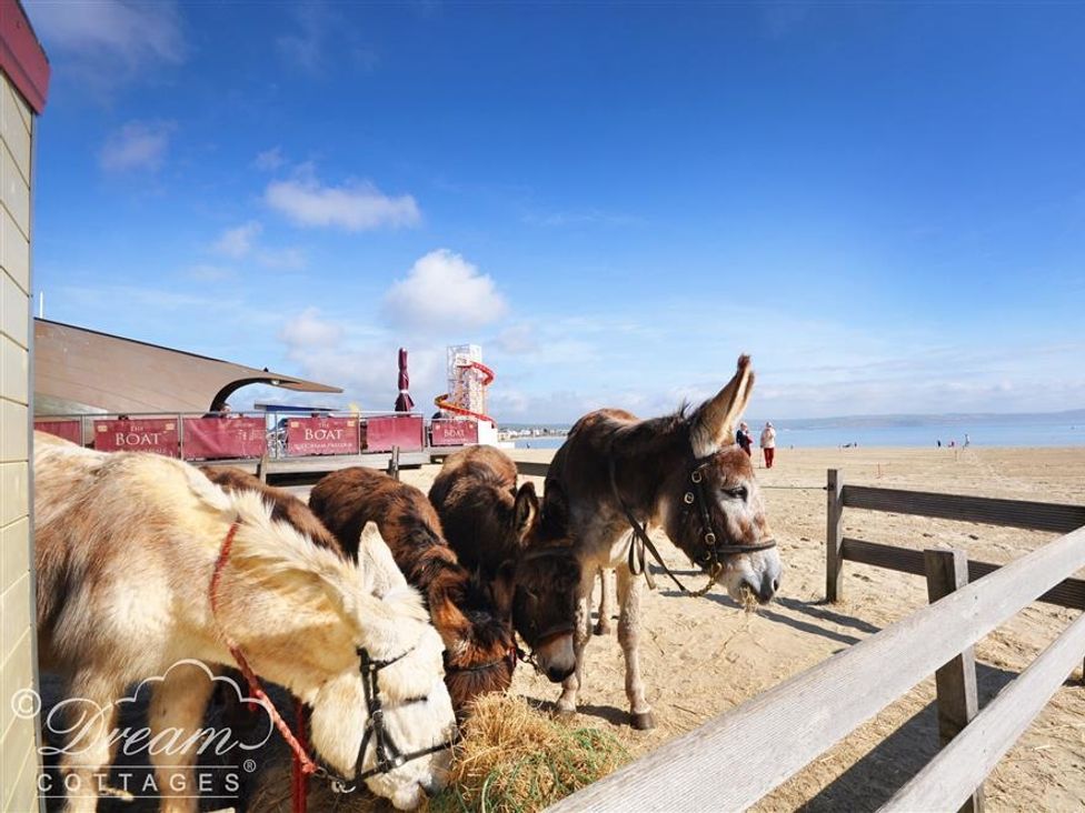A group of donkeys eating hay near a wooden fence on a sandy beach with a building and sea in the background at Outlook Lodge in Bowleaze
